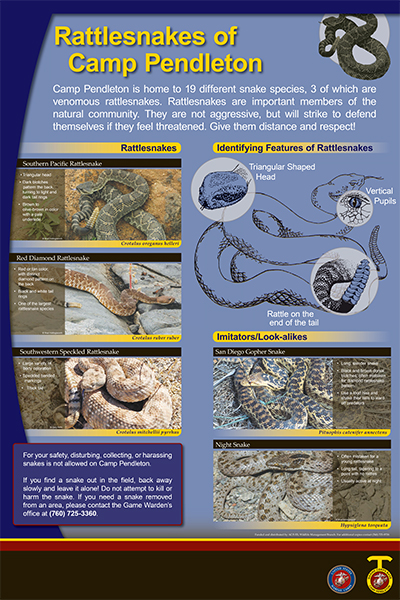 CP Snakes poster